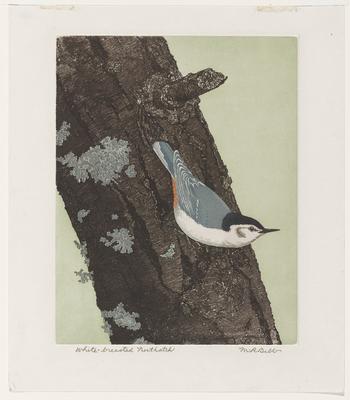 White-breasted Nuthatch