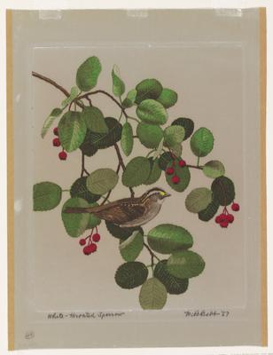 White-throated Sparrow