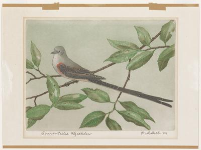 Scissor-tailed Flycatcher