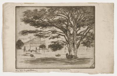 Big Tree, Crystal Palace