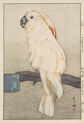 Salmon-crested Cockatoo