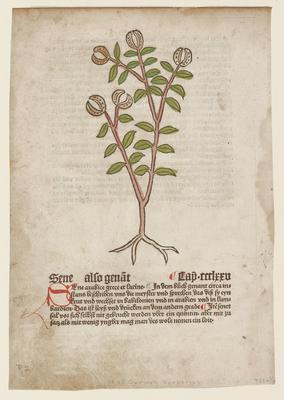Sene also Genat, from Gart der Gesundheit (Mainz, 1485)