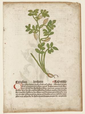 Citrullus, from Gart der Gesundheit (Mainz, 1485)