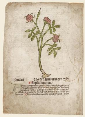 Antera, from Gart der Gesundheit (Mainz, 1485)