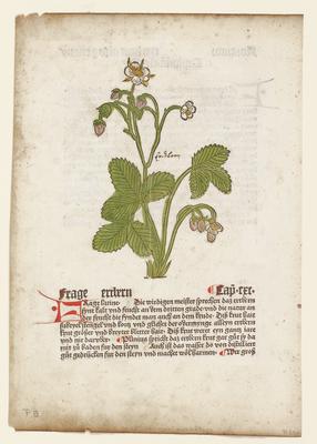 Frage, from Gart der Gesundheit (Mainz, 1485)